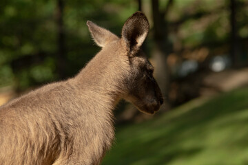 A kangaroo is currently standing gracefully in the green grass and curiously looking directly at the camera positioned in front of it
