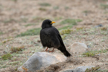 Obraz premium Alpine Chough or yellow-billed chough, Pyrrhocorax graculus, Ladakh, Jammu and Kashmir, India
