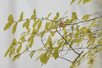 Autunno e Foliage nel Parco Nazionale della Maiella