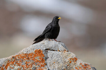 Fototapeta premium Alpine Chough or yellow-billed chough, Pyrrhocorax graculus, Ladakh, Jammu and Kashmir, India