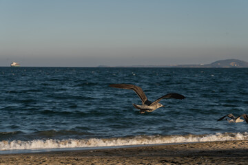 Naklejka premium seagulls on the beach