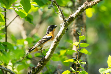 A male Brambling perched in a Birch in a lush forest in Valtavaara old-growth forest near Kuusamo, Northern Finland	