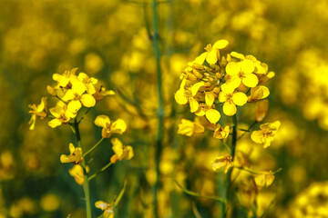 Rapeseed flower closeup.Blooming rapeseed (Brassica napus).Oilseed, canola, colza.Blooming yellow canola flower meadows.Macro photo.