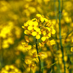 Rapeseed flower closeup.Blooming rapeseed (Brassica napus).Oilseed, canola, colza.Blooming yellow canola flower meadows.Macro photo.