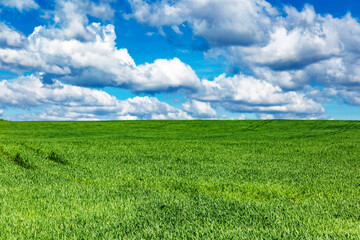 Field landscape with blue sky and green grass.Agricultural field on which grow cereals, summer time.