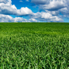 Field landscape with blue sky and green grass.Agricultural field on which grow cereals, summer time.