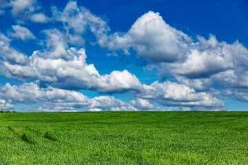 Field landscape with blue sky and green grass.Agricultural field on which grow cereals, summer time.