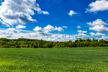 Field landscape with blue sky and green grass.Agricultural field on which grow cereals, summer time.