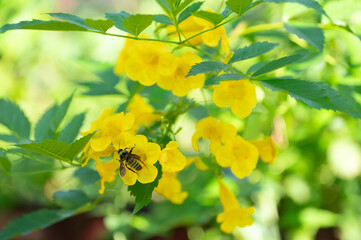 A pollinator among the summer flowers.