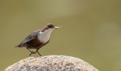 White-Throated Dipper, Cinclus cinclus, Ladakh, Jammu and Kashmir, India