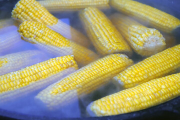 Boiled corn lies in a large cauldron with hot water