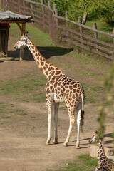 Obraz premium A tall giraffe is standing gracefully in a dirt field located right next to a weathered wooden fence which surrounds the area