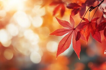 Fototapeta premium Autumn background with red maple leaves and blurred nature bokeh light effect autumn leaf autumn leaves.