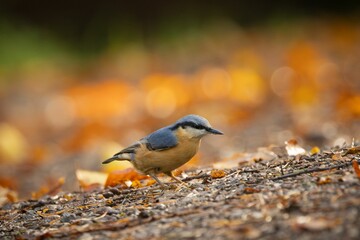 Nuthatch bird on the forest floor surrounded by autumn leaves in soft focus