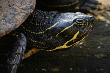 Obraz premium Close-up of a Pond Slider turtle with intricate shell patterns and yellow markings on its head
