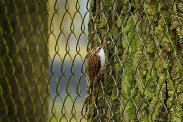 Tree Creeper bird perched on a moss-covered fence, showcasing intricate patterns and textures
