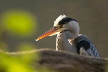 Obraz premium Close-up of a heron with a sharp beak and detailed feathers, set against a soft-focus background