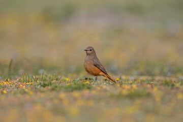 Black Redstart, Phoenicurus ochruros, Female, Ladakh, Jammu and Kashmir, India