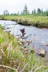 A flowering Alpine bartsia in a wet habitat next to a small creek in Urho Kekkonen National Park, Northern Finland	