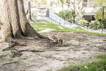 A Tranquil Encounter: Squirrel at the Roots of an Urban Park Tree Eating Acorn Campus School