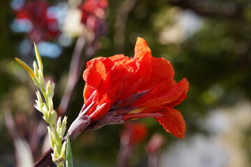 Close up of blooming African arrowroot flower  on blurry green background