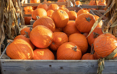 Close-up of orange pumpkins at a village market. organic pumpkin, pumpkin decor, agritourism, home decoration with pumpkin
