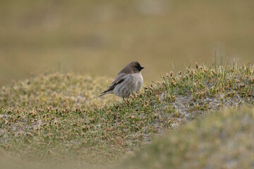 Brandt's Mountain Finch, Leucosticte brandti, Ladakh, Jammu and Kashmir, India