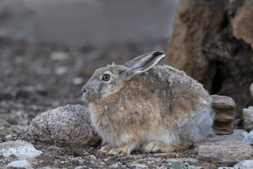 Woolly Hare, Lepus oiostolus, Ladakh, Jammu and Kashmir, India