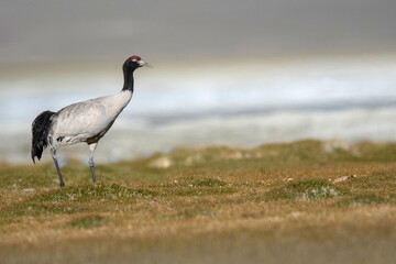 Fototapeta premium Black-necked Crane, Grus nigricollis, Ladakh, Jammu and Kashmir, India