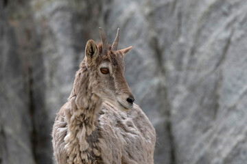 Blue Sheep or bharal, Pseudois nayaur, Ladakh, Jammu and Kashmir, India