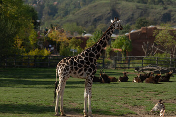 Obraz premium A tall giraffe gracefully standing in a beautiful field along with other giraffes, peacefully roaming in their natural habitat together
