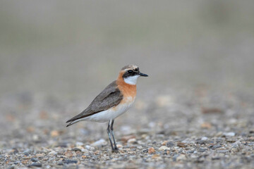 Lesser Sand Plover, Charadrius mongolus, Ladakh, Jammu and Kashmir, India