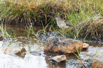 A lonely Wood sandpiper standing on a rock in a wetland in Urho Kekkonen National Park, Northern Finland