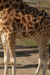 A tall giraffe is quietly standing in the warm dirt and is intently looking directly at the camera, showcasing its unique features