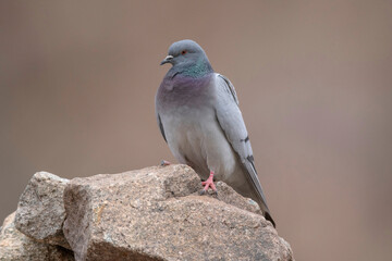Hill Pigeon, Columba rupestris, Ladakh, Jammu and Kashmir, India