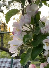 fleur, nature, printemps, fleur, rose, lilas, plante, jardin, fleures, mauve, fleurir, arbre, été, beauté, brousse, feuille, flore, gros plan, saison, fleuri, floral, bouquet, branchages, beau