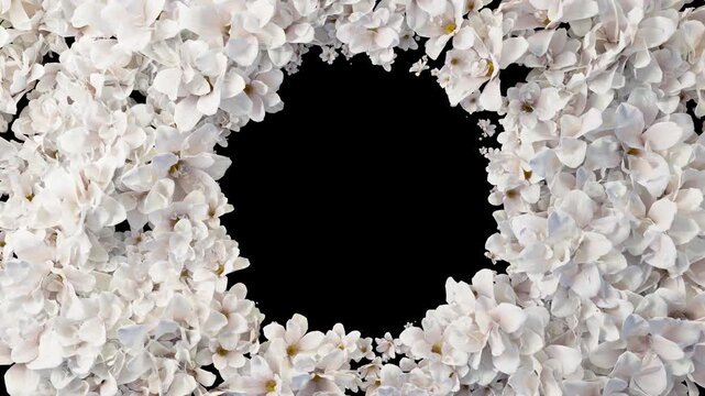 Floral frame of soft white and pink flowers surrounds a central black space, creating an elegant, romantic feel. Alpha, 4k animation. 