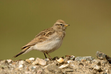 Humes Short-Toed Lark, Calandrella acutirostris, Ladakh, India