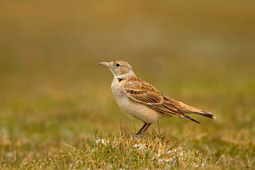 Tibetan Lark, Melanocorypha maxima, Ladakh, India
