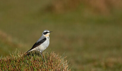 Northern wheatear or wheatear, Oenanthe oenanthe, Male, Ladakh, India