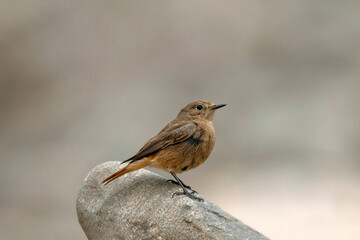 Black Redstart Juv, Phoenicurus ochruros, Ladakh, India