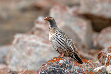 Tibetan Snowcock, Tetraogallus tibetanus, Ladakh, India