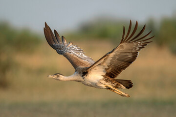 Great Indian Bustard, Ardeotis nigriceps,  Female, Critically Endangered species, Desert National Park, Rajasthan, India