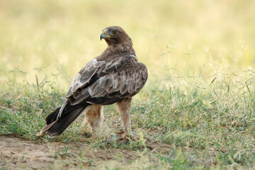 Booted Eagle, Dark Morph, Hieraaetus pennatus, also classified as Aquila pennata, Desert National Park, Rajasthan, India