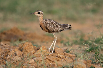 Indian courser, Juv, Cursorius coromandelicus, Desert National Park, Rajasthan, India