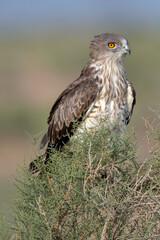 Short-toed snake eagle, Circaetus gallicus,  Desert National Park, Rajasthan, India