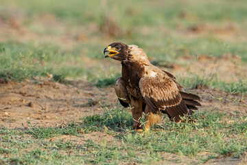 Tawny eagle, Aquila rapax, Desert National Park, Rajasthan, India