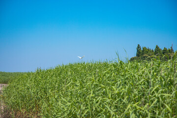 Obraz premium Hengsha Island, Shanghai - People standing by the railing under a blue sky
