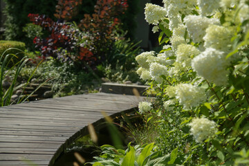 Hydrangea paniculata flowering shrub in the urban garden. white flower heads