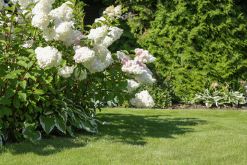 Hydrangea paniculata flowering shrub in the urban garden. white flower heads